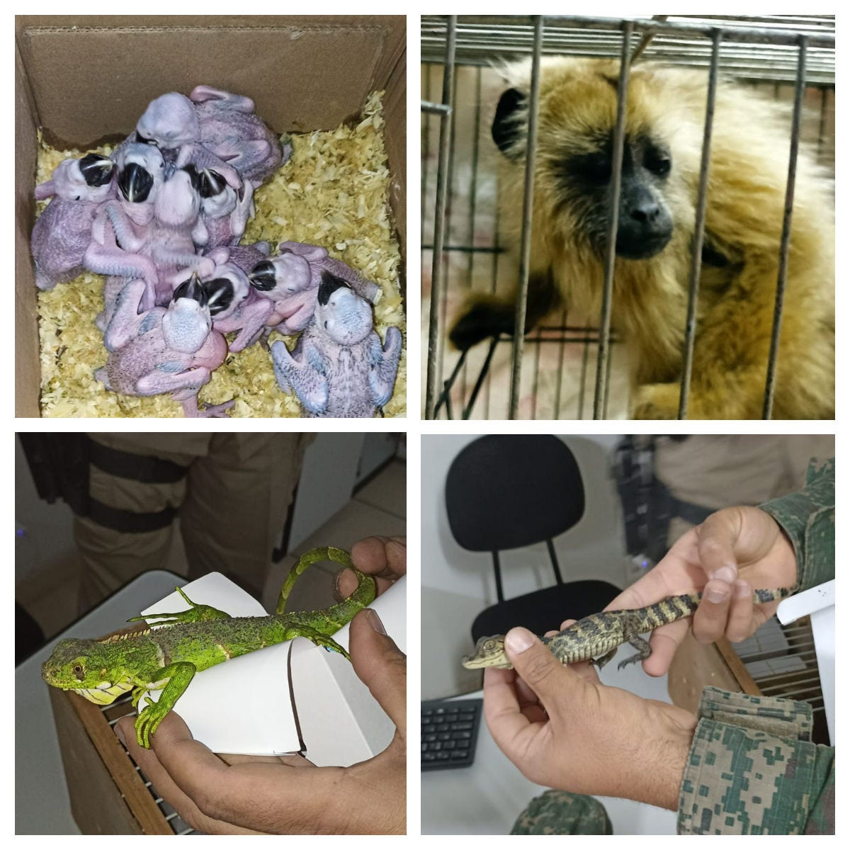 Animais recuperados com o grupo