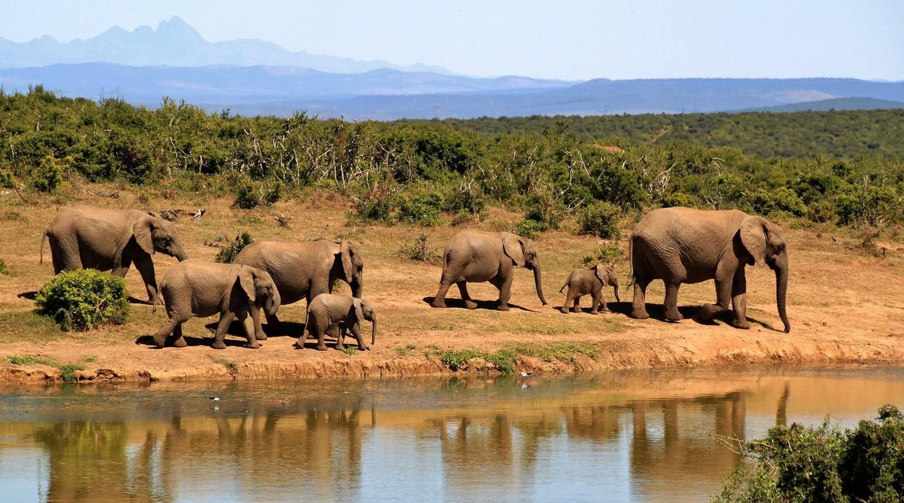 Foto ilustrativa de elefantes em reserva africana