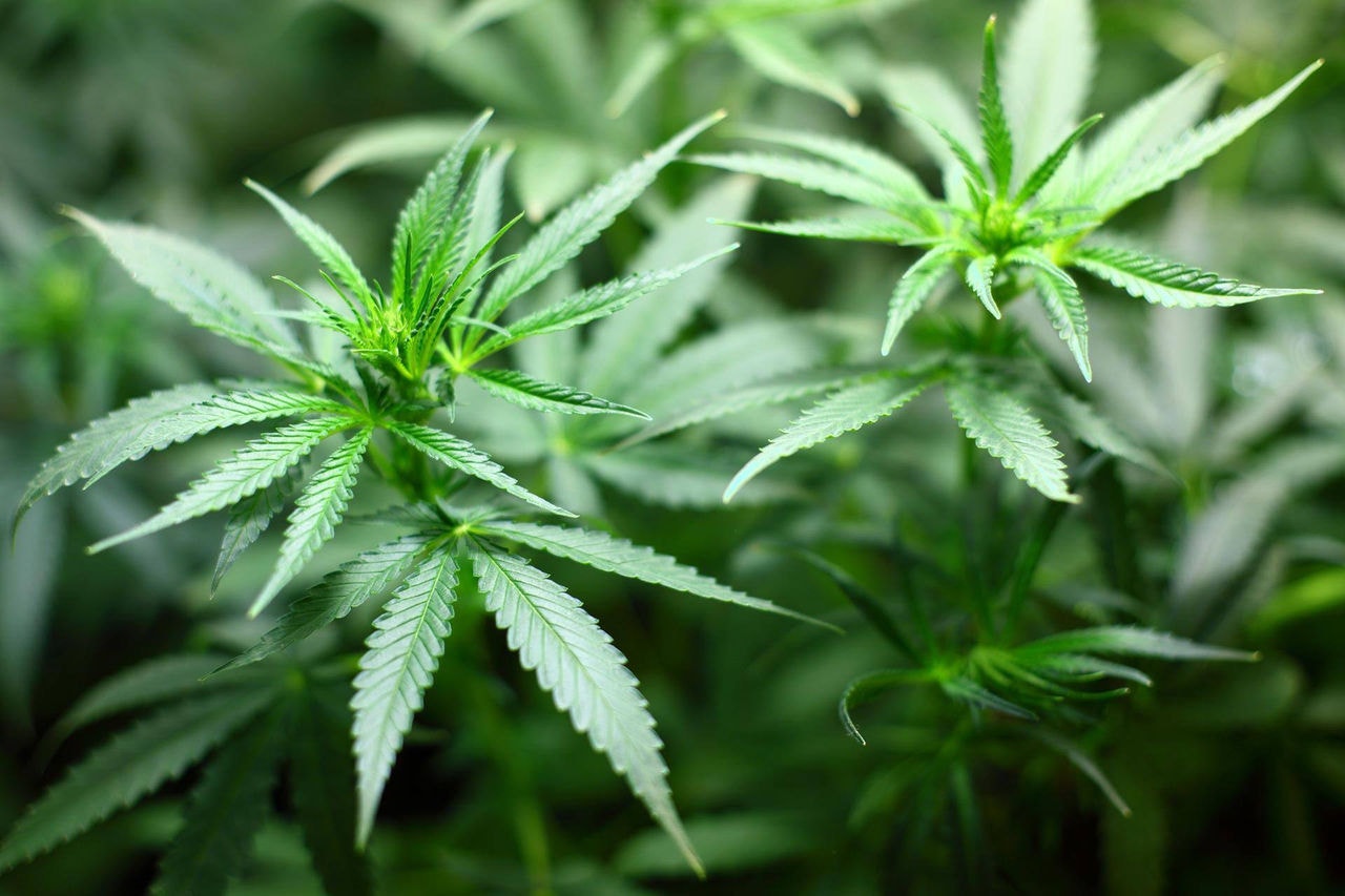 STJ julga possibilidade de autorização para importação de sementes e cultivo de cannabis sativa com baixo teor de tetrahidrocanabinol (THC), destinada à produção de medicamentos e outros subprodutos com fins exclusivamente medicinais