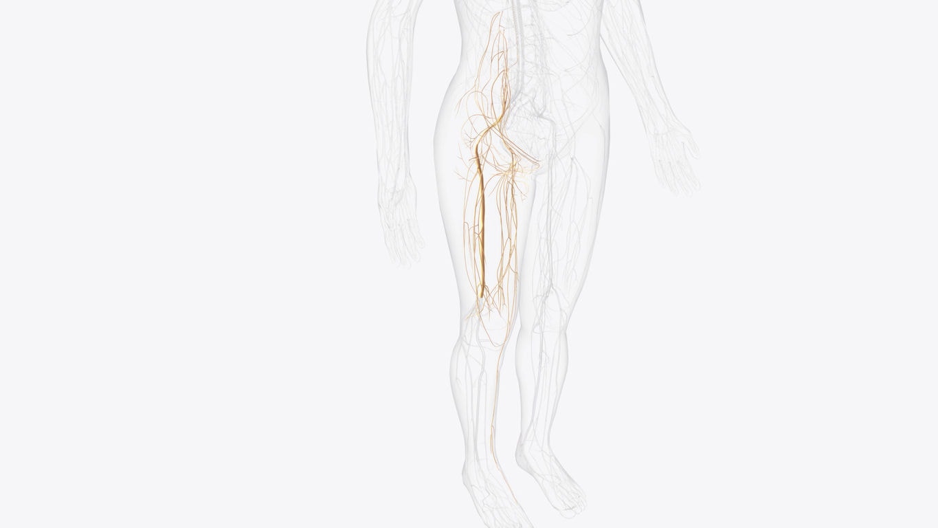O joelho é inervado pelas raízes nervosas lombares L2 a L4, através do nervo femoral, e pelas raízes sacrais L5 e S1 a S3, através do nervo ciático.