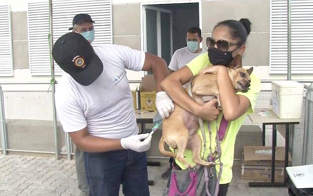 Campanha de vacinação contra raiva em Belo Horizonte vacina cães e gatos neste sábado (16)