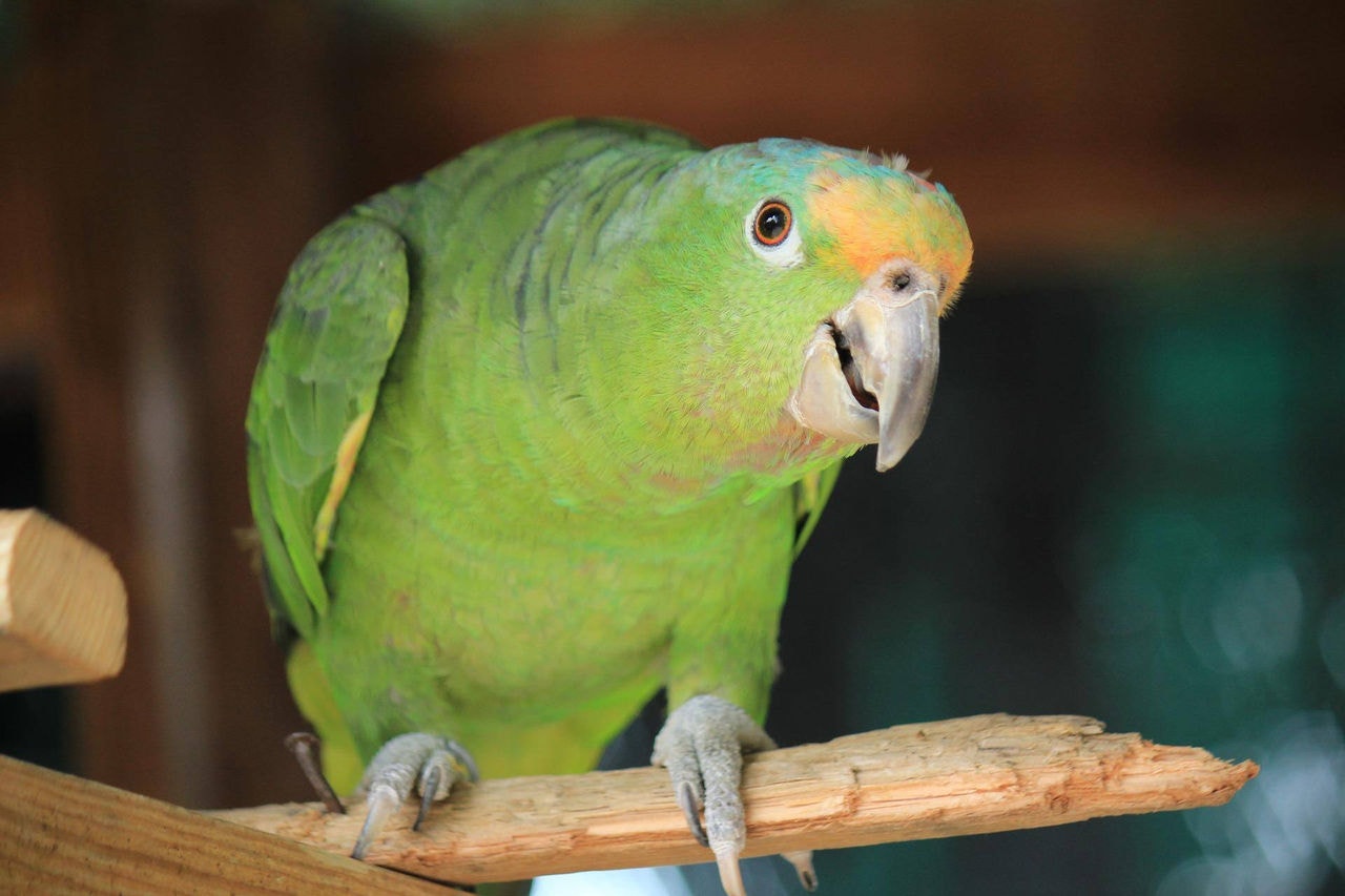 Papagaio