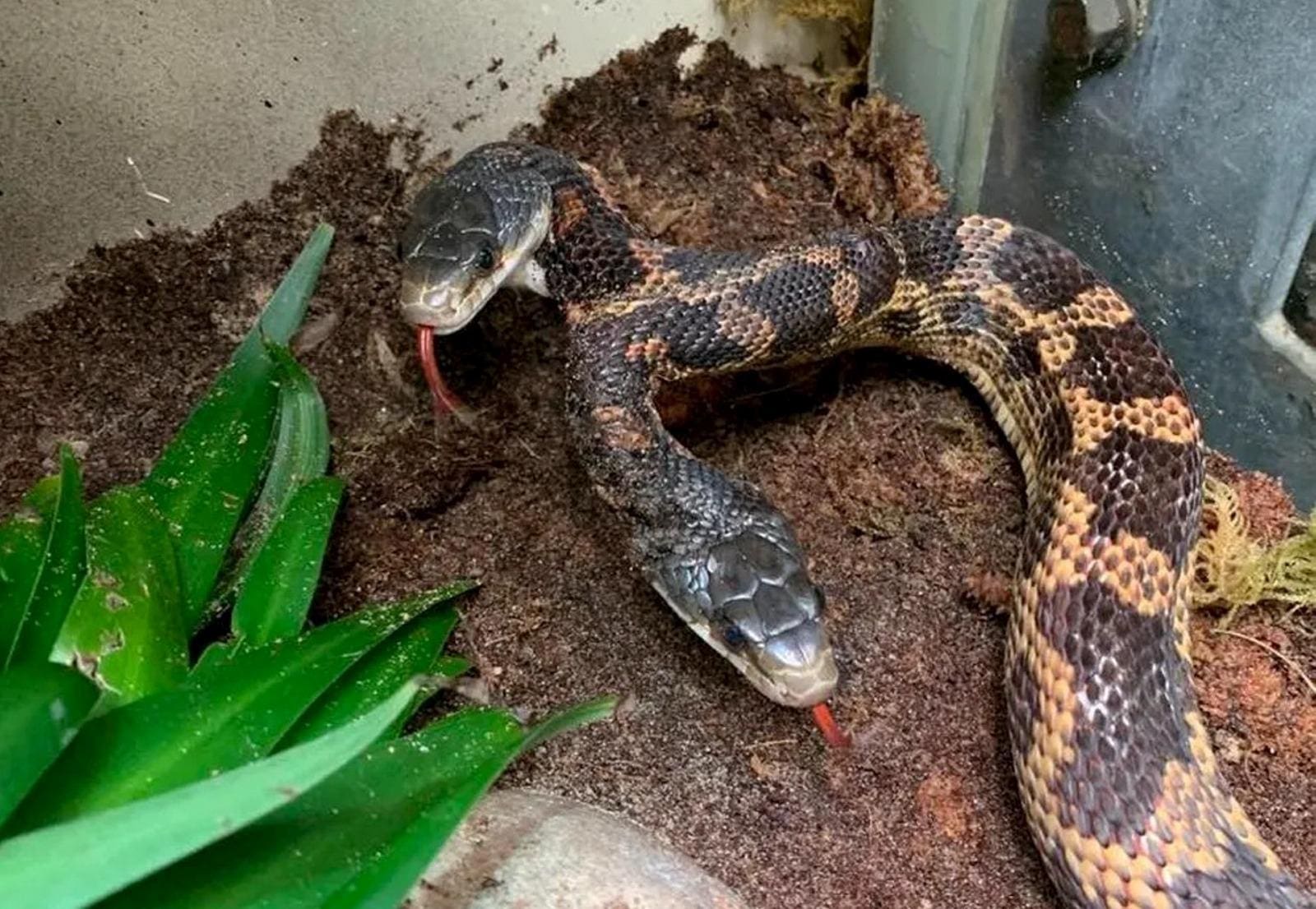 cobra de duas cabeças