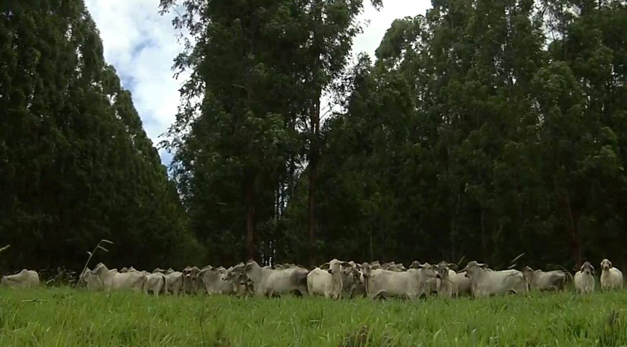 Área para pecuária e agricultura avança 