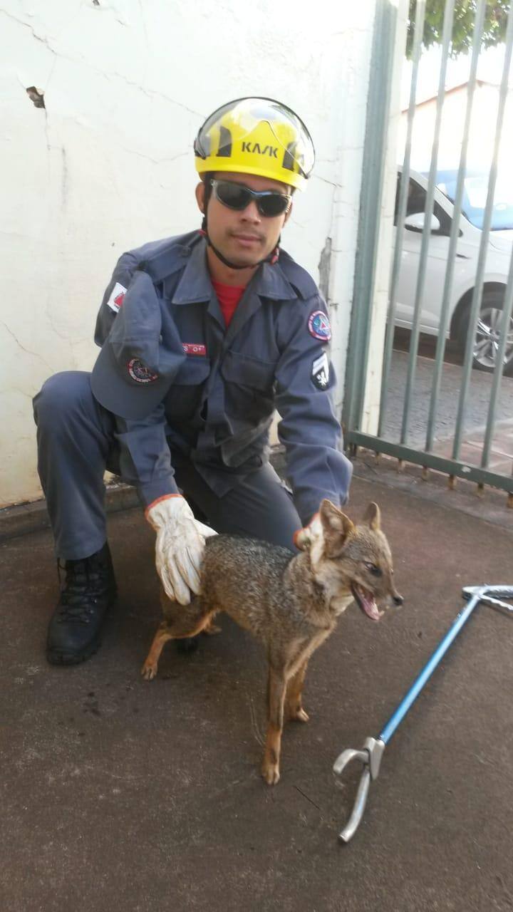 Raposa foi capturada em Ituiutaba