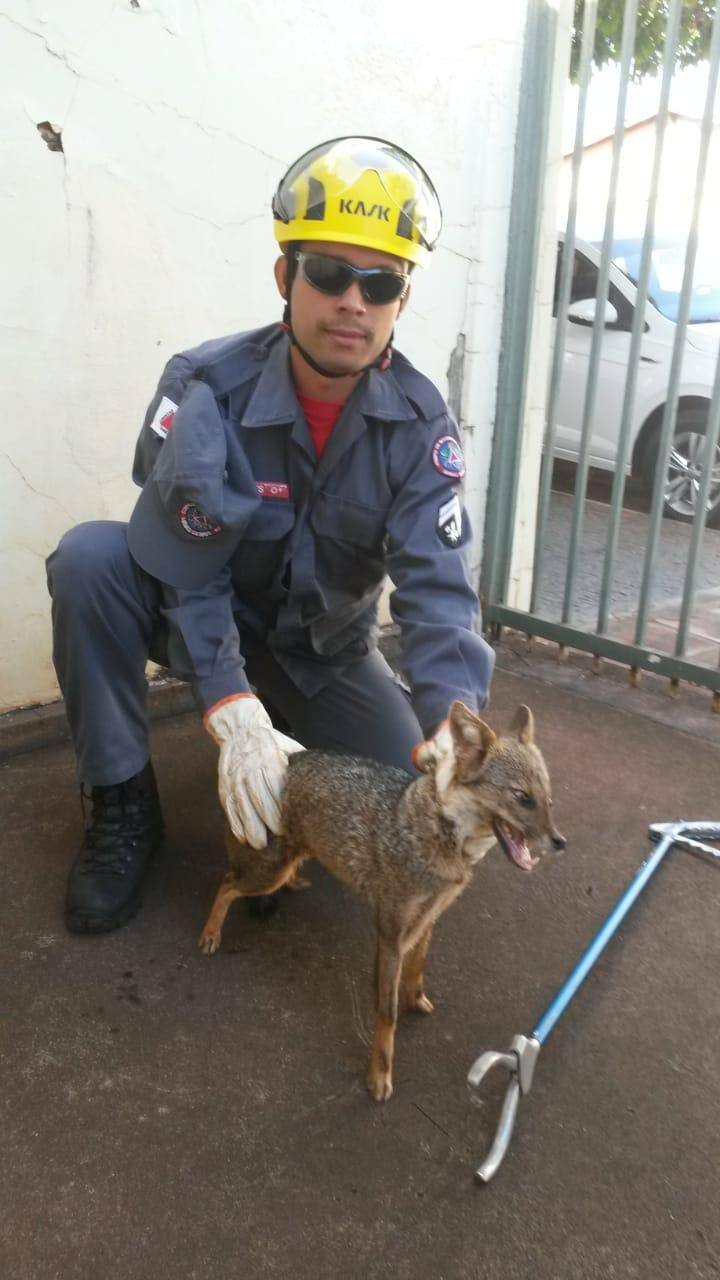 raposa