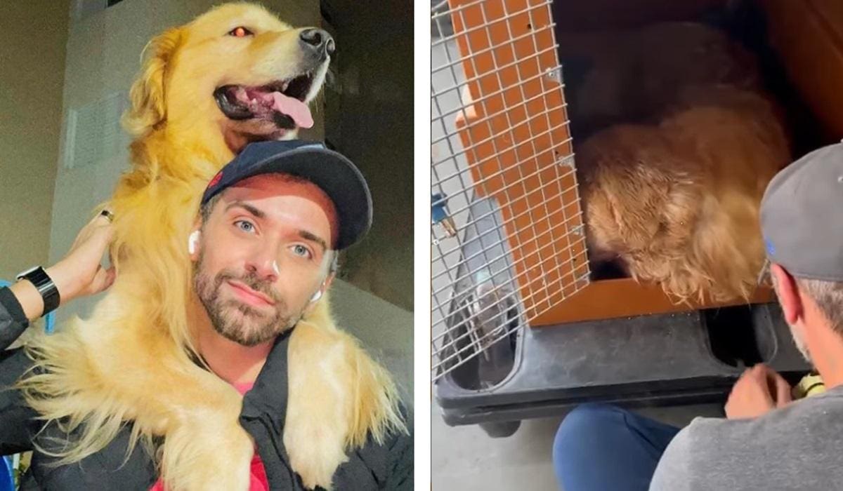 Cão de tutor morreu durante viagem de avião 