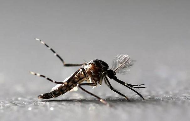 Técnica usa mosquitos machos autolimitantes