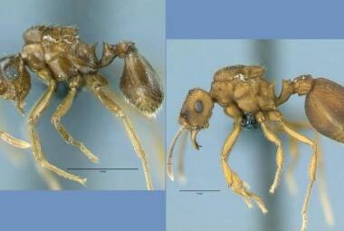 Especialista em formigas, Bacci descobriu a nova espécie em 2006 com o colega alemão Christian Rabeling, da Universidade de Rochester