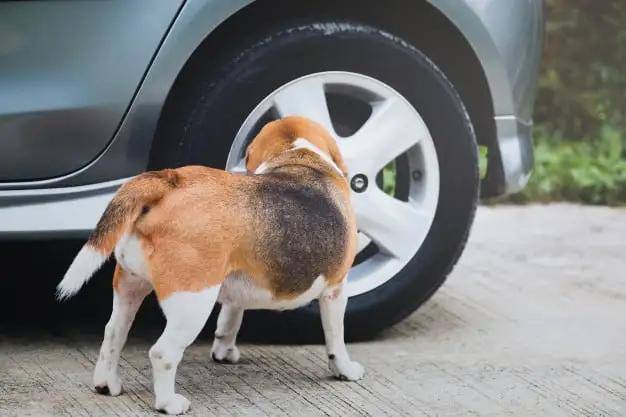 cachorro-desaprendeu-a-fazer-xixi-no-lugar-certojpg