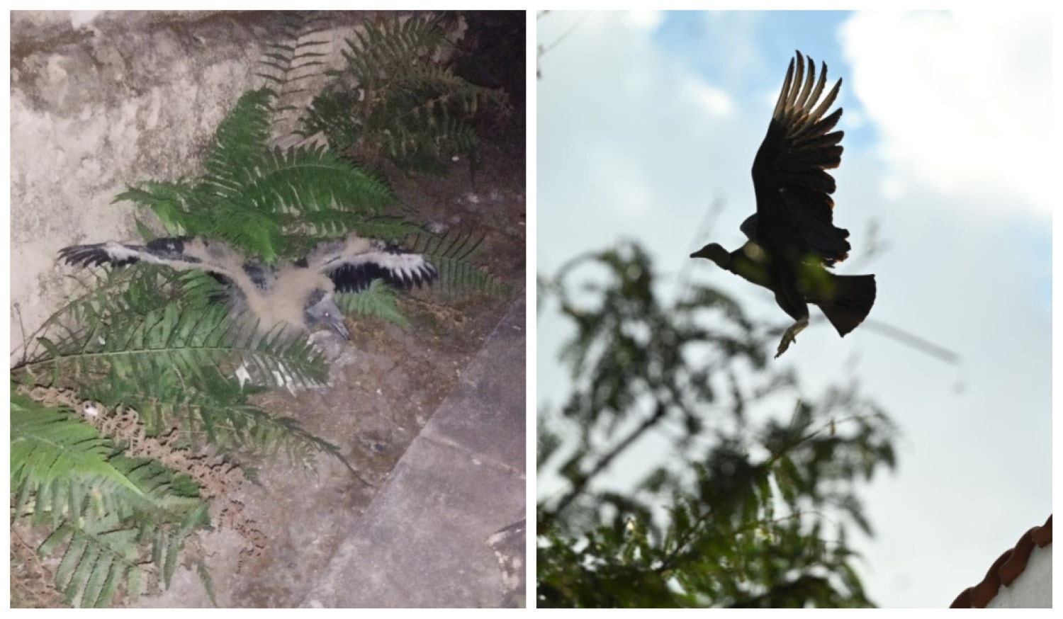 Um dos três urubus que caíram na casa permaneceu no quintal (primeira foto). Os outros dois ficaram voando entre as lages vizinhas. 