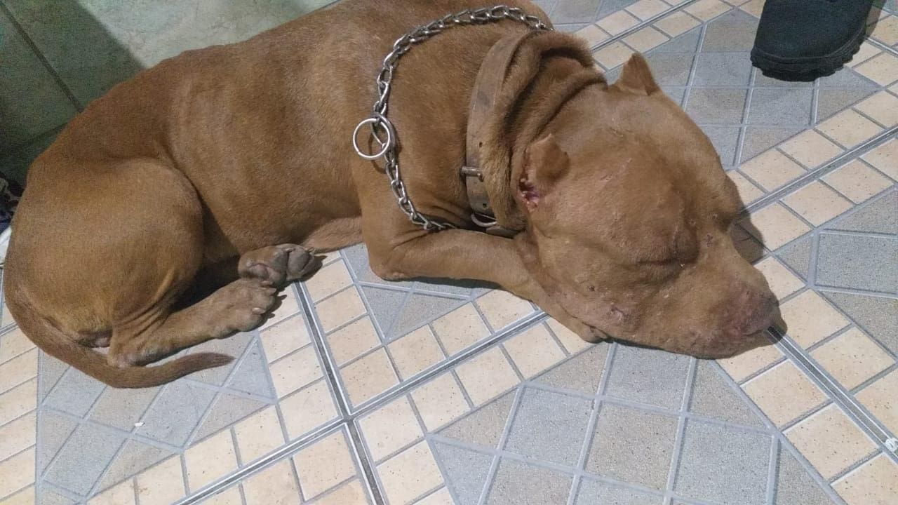 Pitbull