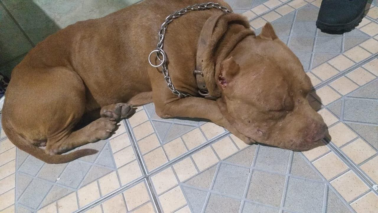 Animal foi levada para clínica veterinária