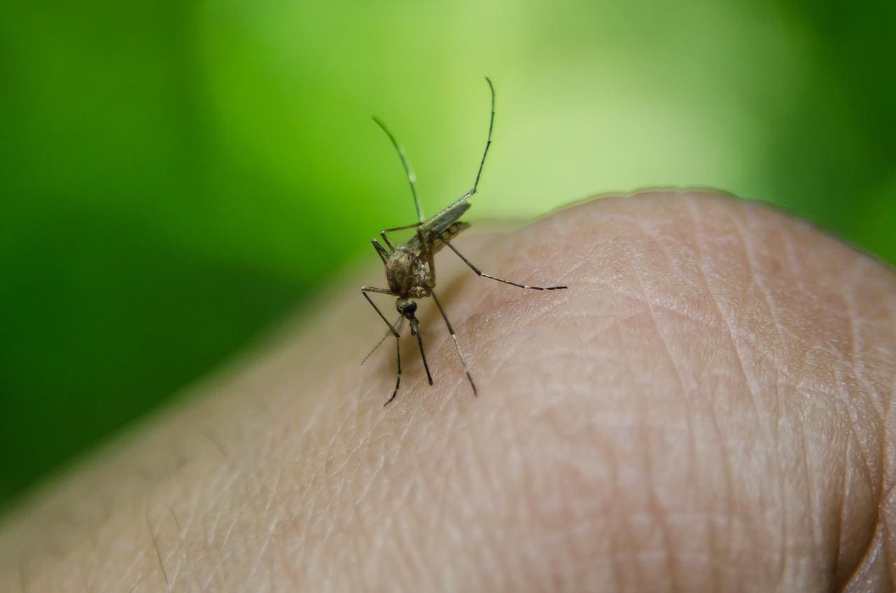 Aedes aegypti é o mosquito transmissor da dengue