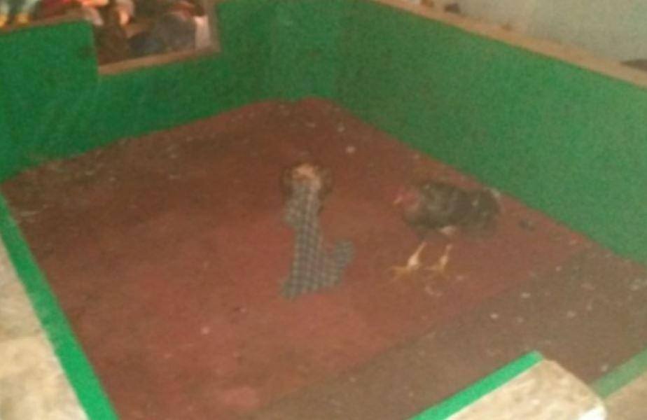 Policiais encontraram 78 galos índios, todos eles com ferimentos, além de cinco galinhas