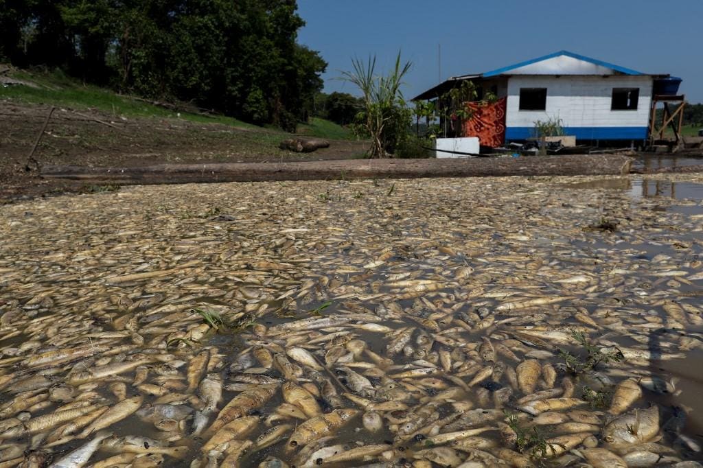Peixes mortos devido ao baixo volume de água são vistos na Reserva de Desenvolvimento Sustentável Lago do Piranha, em Manacapuru, no Amazonas
