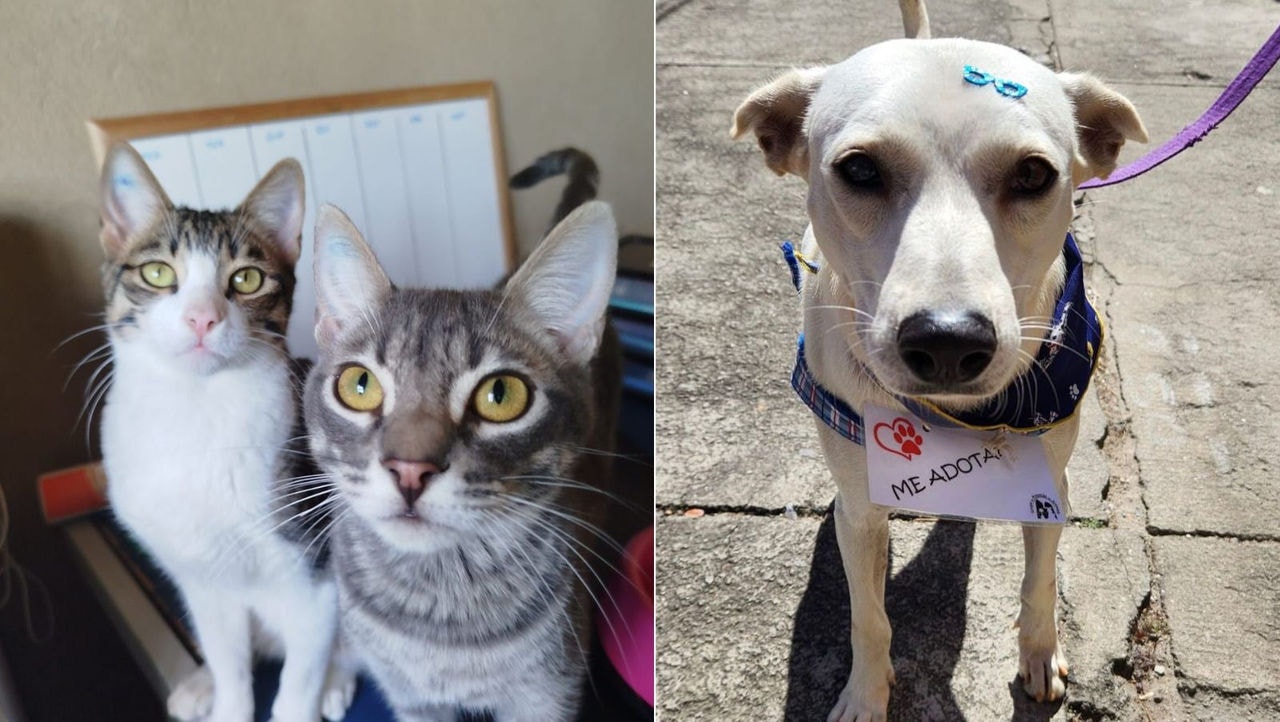Evento terá 20 cães e gatos, entre filhotes e adultos