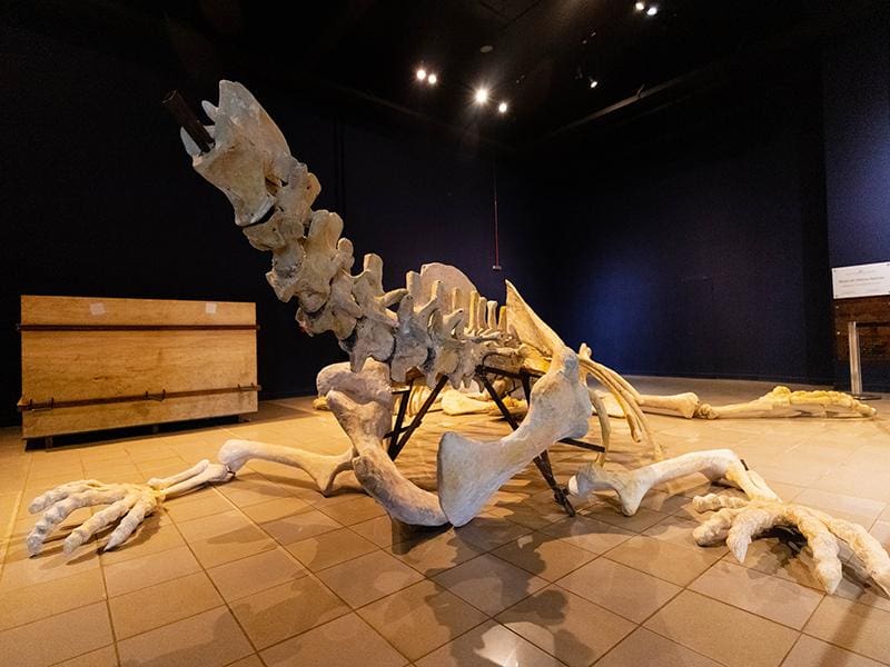 Fóssil do Purussaurus, maior jacaré que habitou o planeta