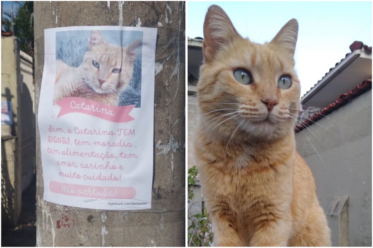 Moradores do bairro Floresta espalham cartazes garantindo que cuidam da gata Catarine 