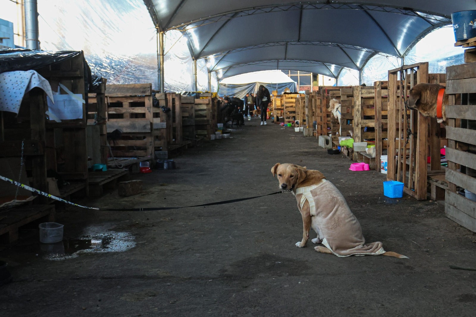 Centro de acolhimento de animais vítimas das enchentes do Rio Grande do Sul