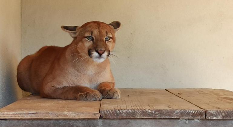 Onça parda foi atropelada e ficou aos cuidados de uma equipe do Zoo de BH