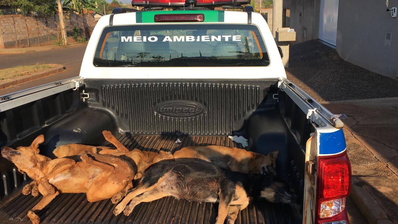 Cães mortos