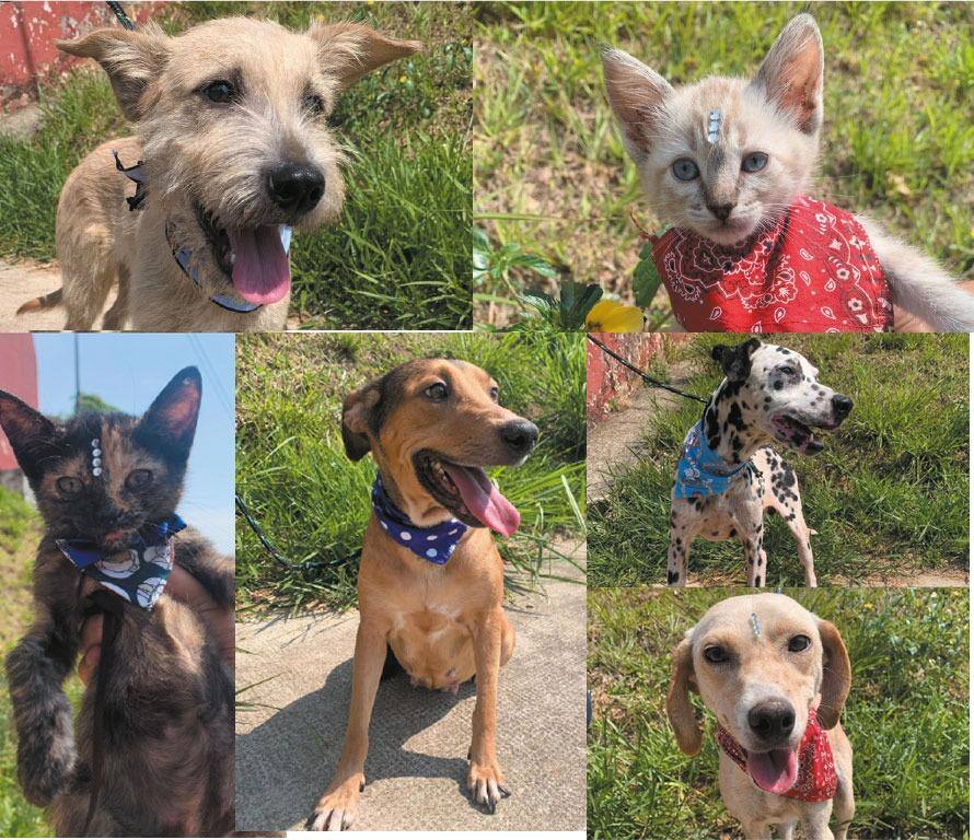 Animais de estimação disponíveis para adoção em Betim no mês de outubro