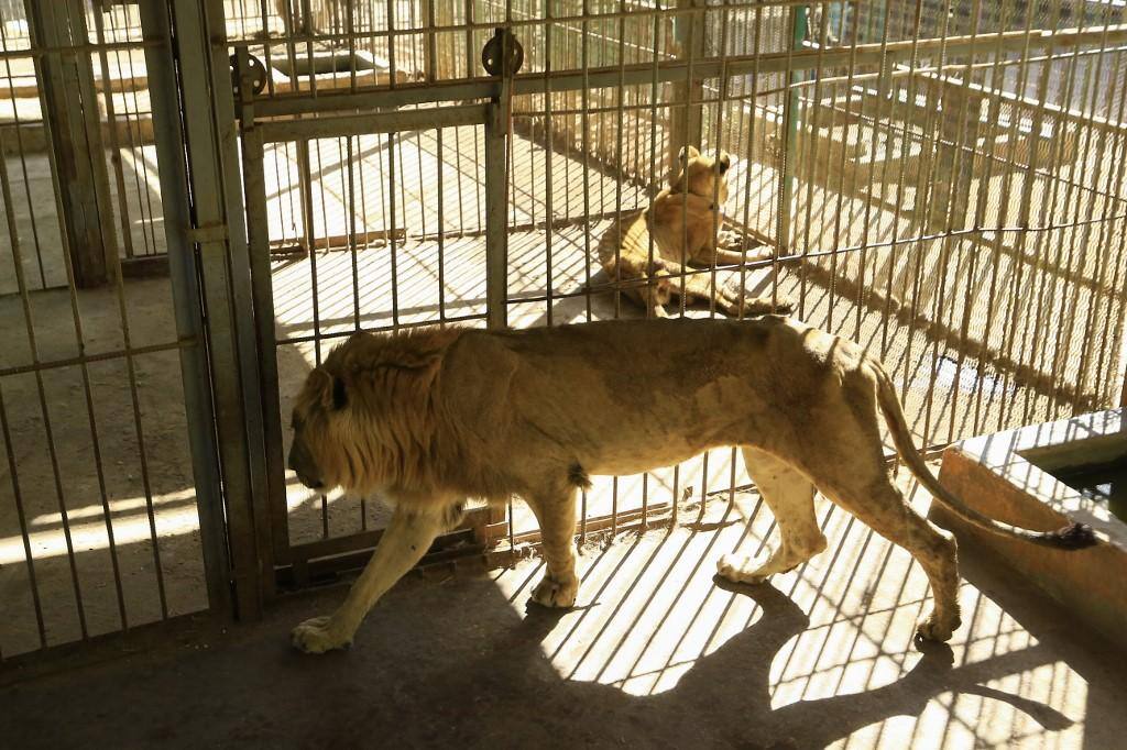 Leões são vistos fragilizados devido à falta de comida e água