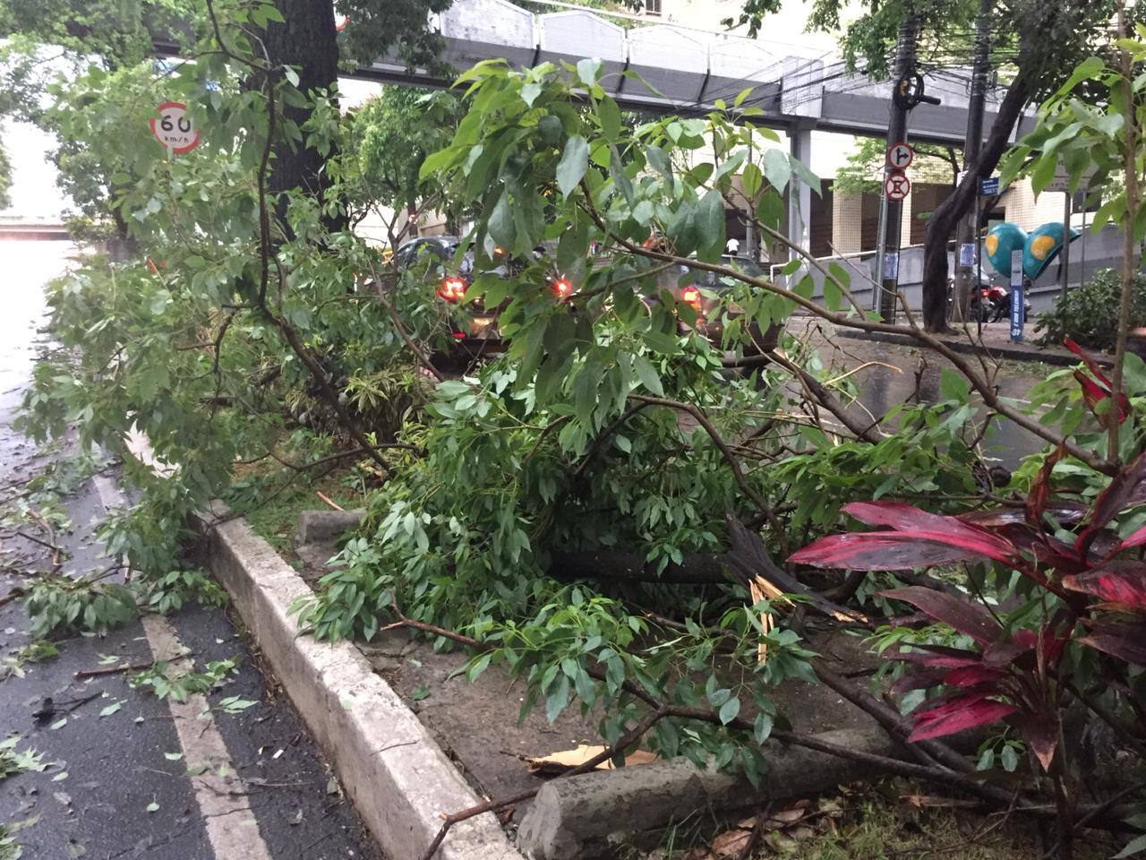 Árvore caiu na avenida do Contorno