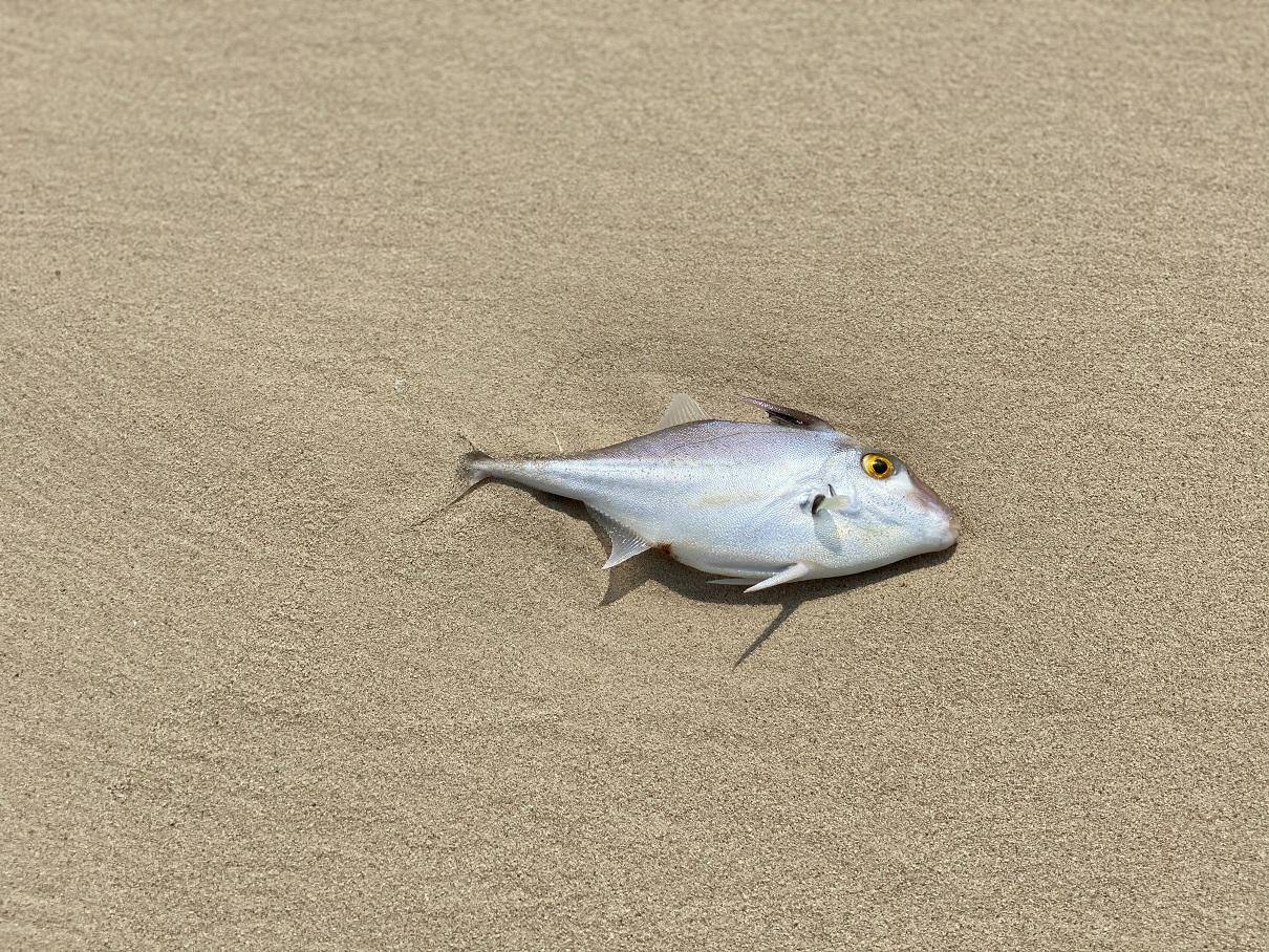 peixe morto crise climática