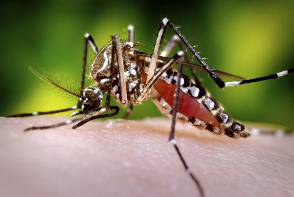 Já foram registrados 140.754 casos prováveis de dengue em Minas Gerais, apenas em 2019