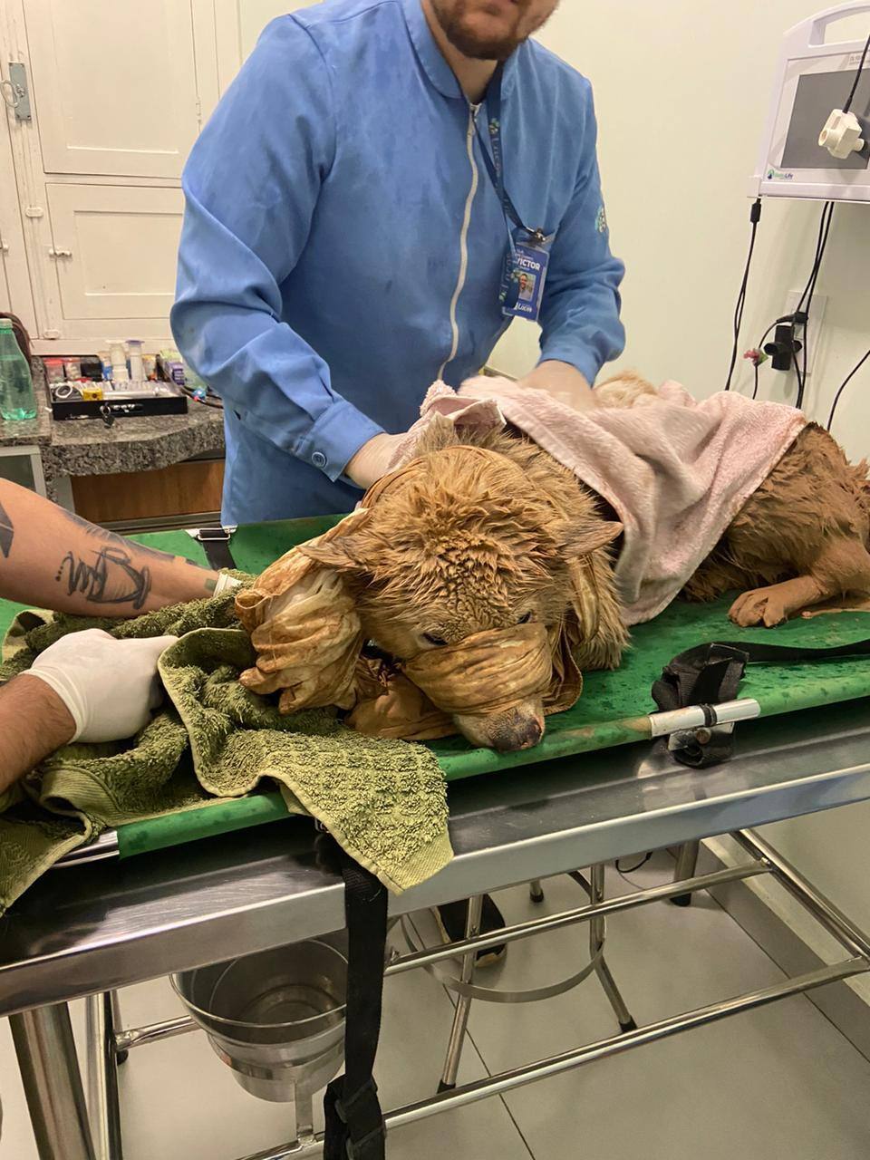 Cachorro foi socorrido com vida e levado ao hospital veterinário.