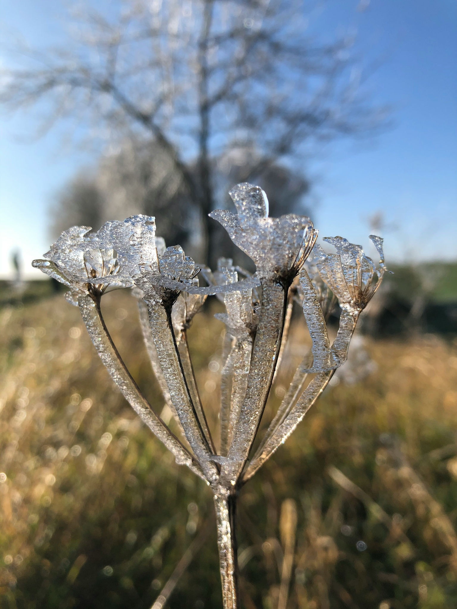 Dia dos Pais terá frio intenso e geada em até 11 estados, alerta INMET