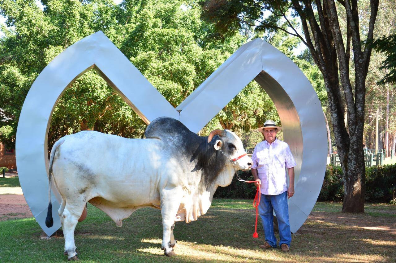 Touro Sherlock se ‘aposenta’ em Uberaba depois de gerar 340 mil filhos
