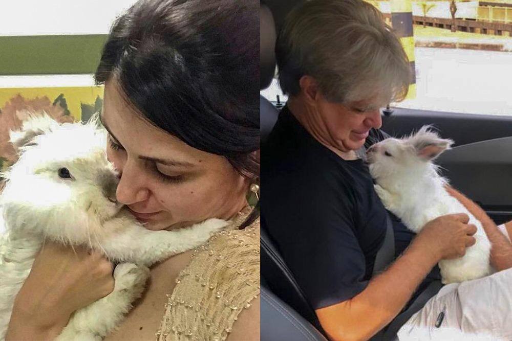 Mulher impedida de viajar com coelho em MG ganha liminar