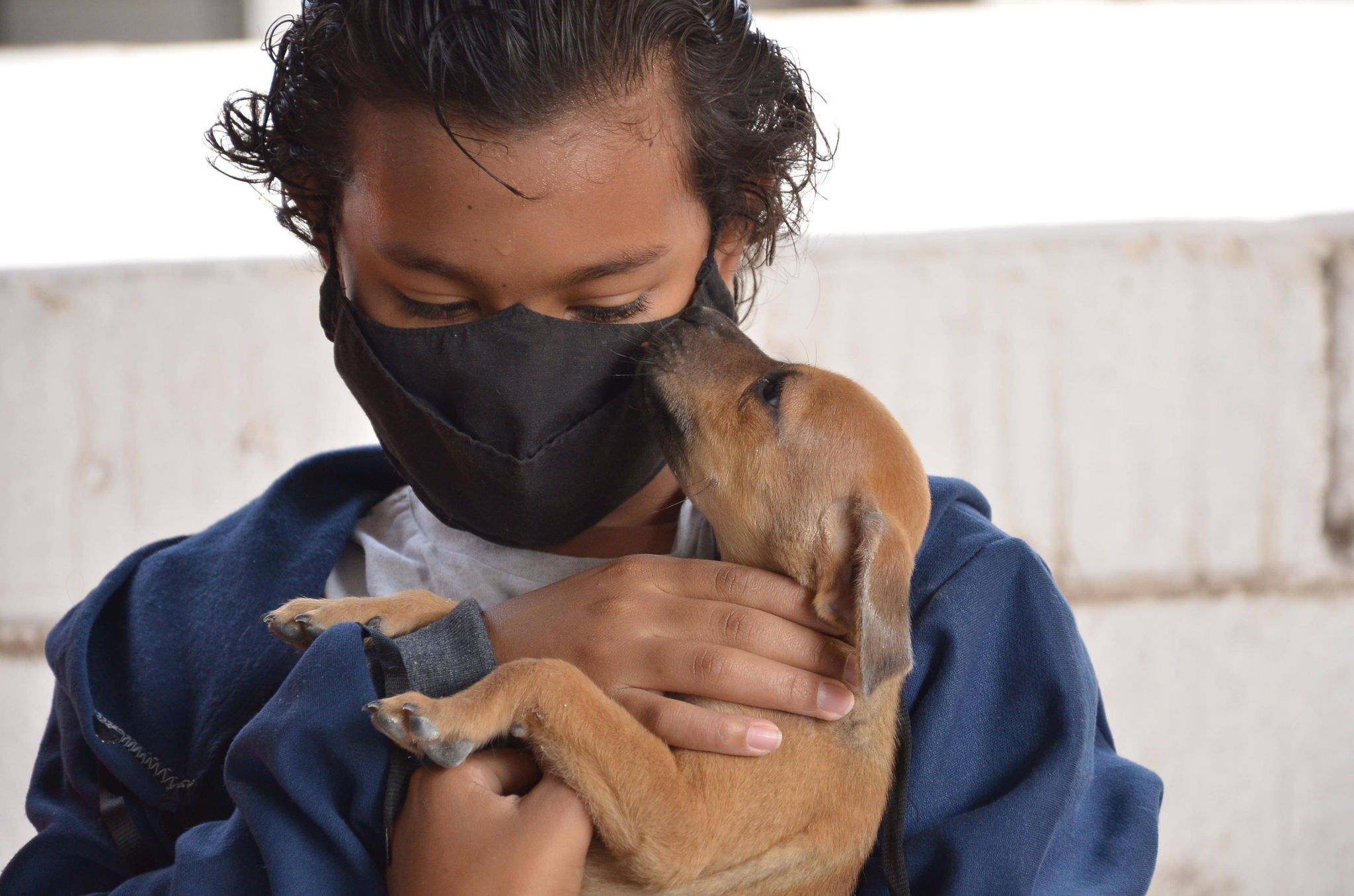 Animais são adultos e filhotes, todos castrados e saudáveis
