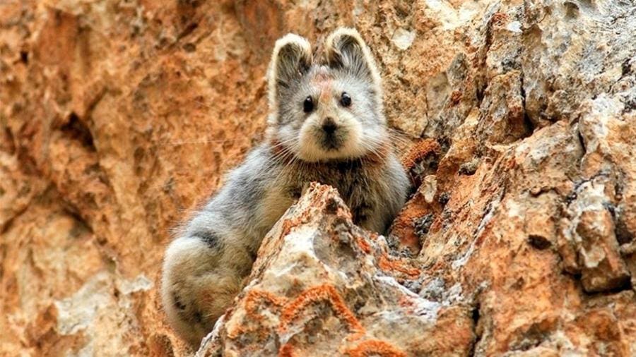 Rara foto de exemplar de pika-de-Ili foi feita em 2014 pelo cientista Weidong Li no noroeste da China