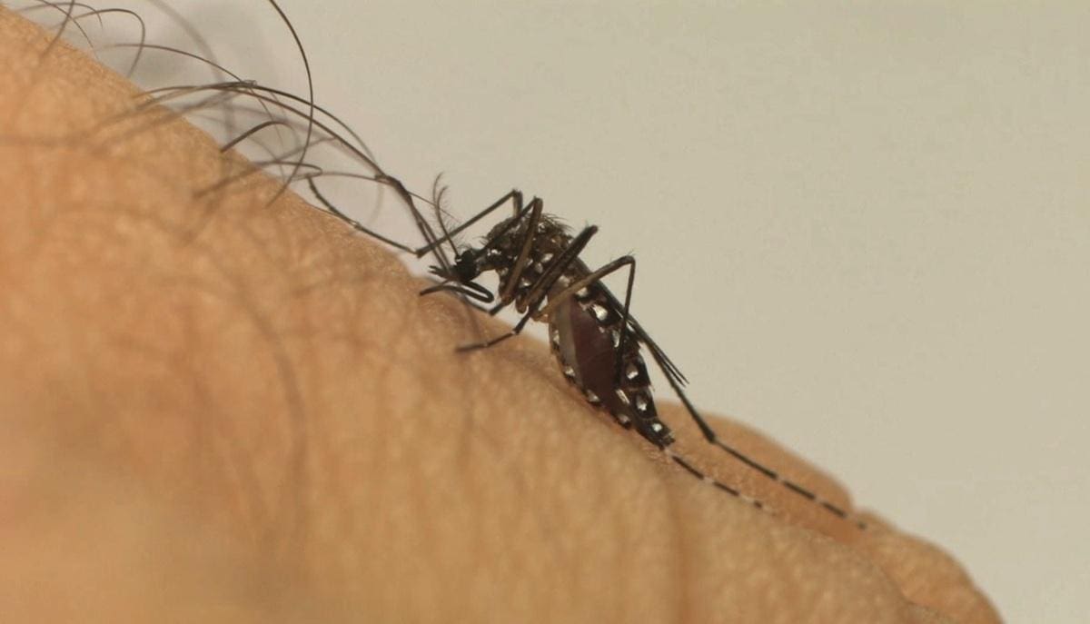 Vírus causadores da dengue, zika e chikungunya são transmitidos por Aedes aegypti