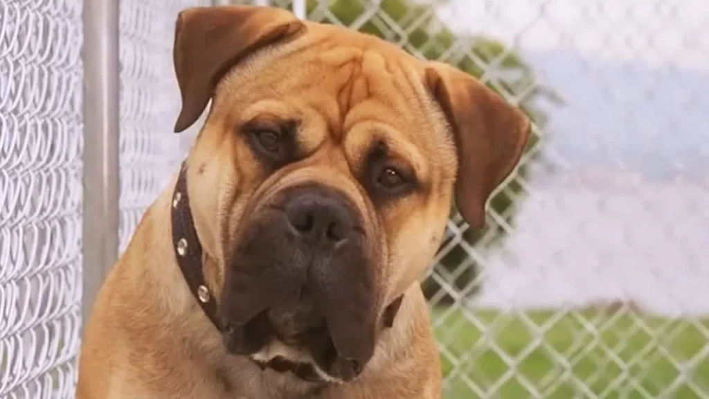 Spot, um Cão da Pesada