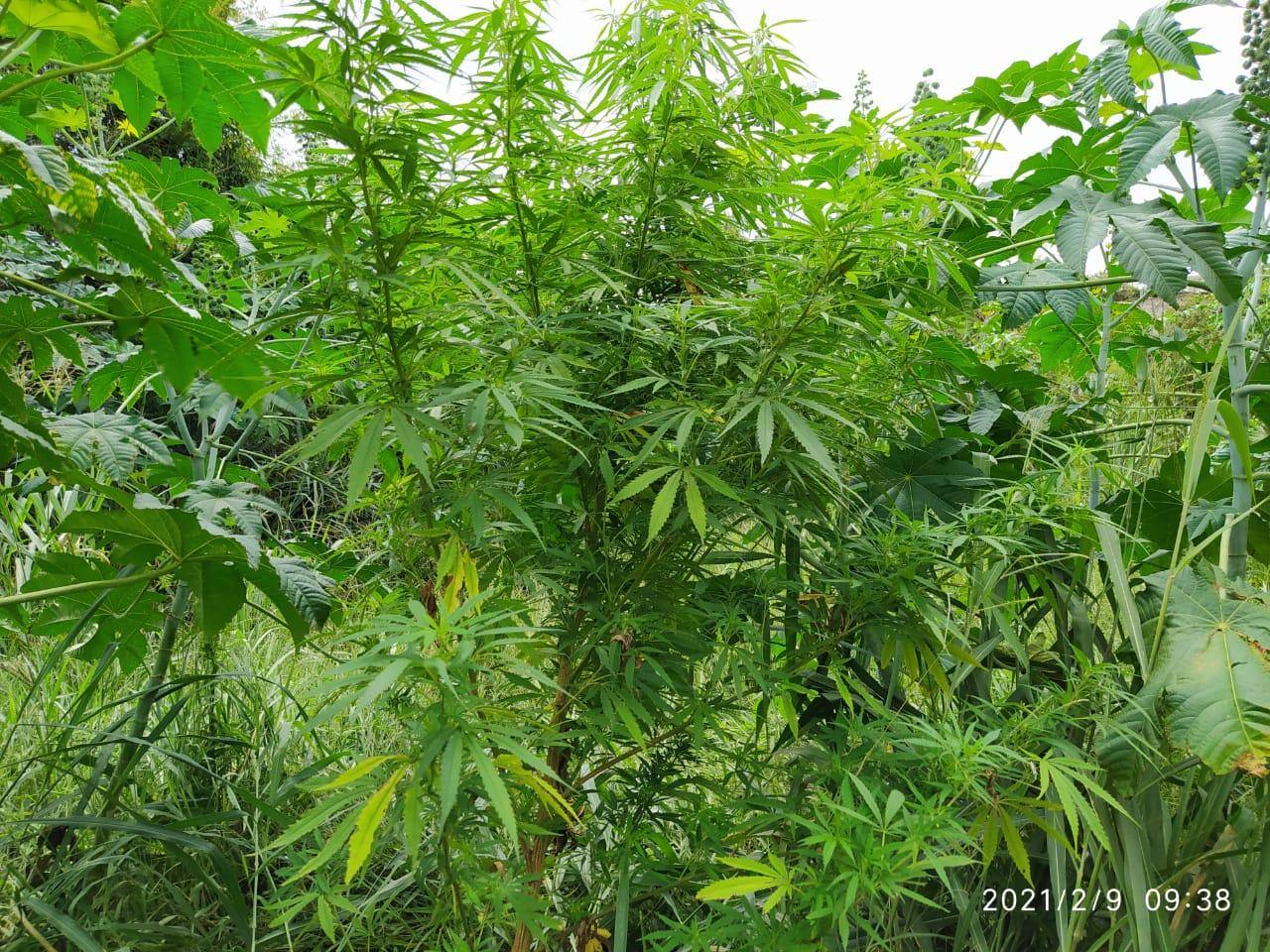 Planta semelhante a maconha foi encaminhada à Polícia Civil