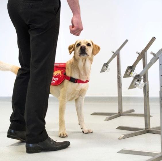 Cachorros são treinador para identificar pacientes infectados por coronavírus