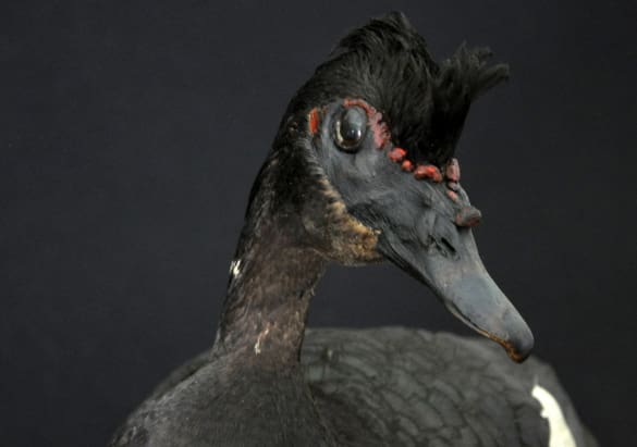 Pato