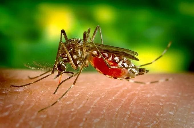 Dengue é transmitida por meio da picada do mosquito Aedes aegypti