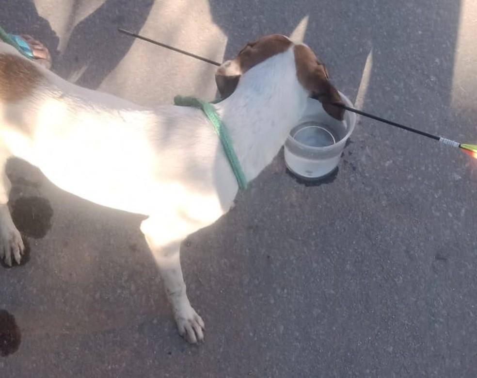 Apesar da violência da agressão, cãozinho encontrado em Ibirité com flecha no pescoço passa bem