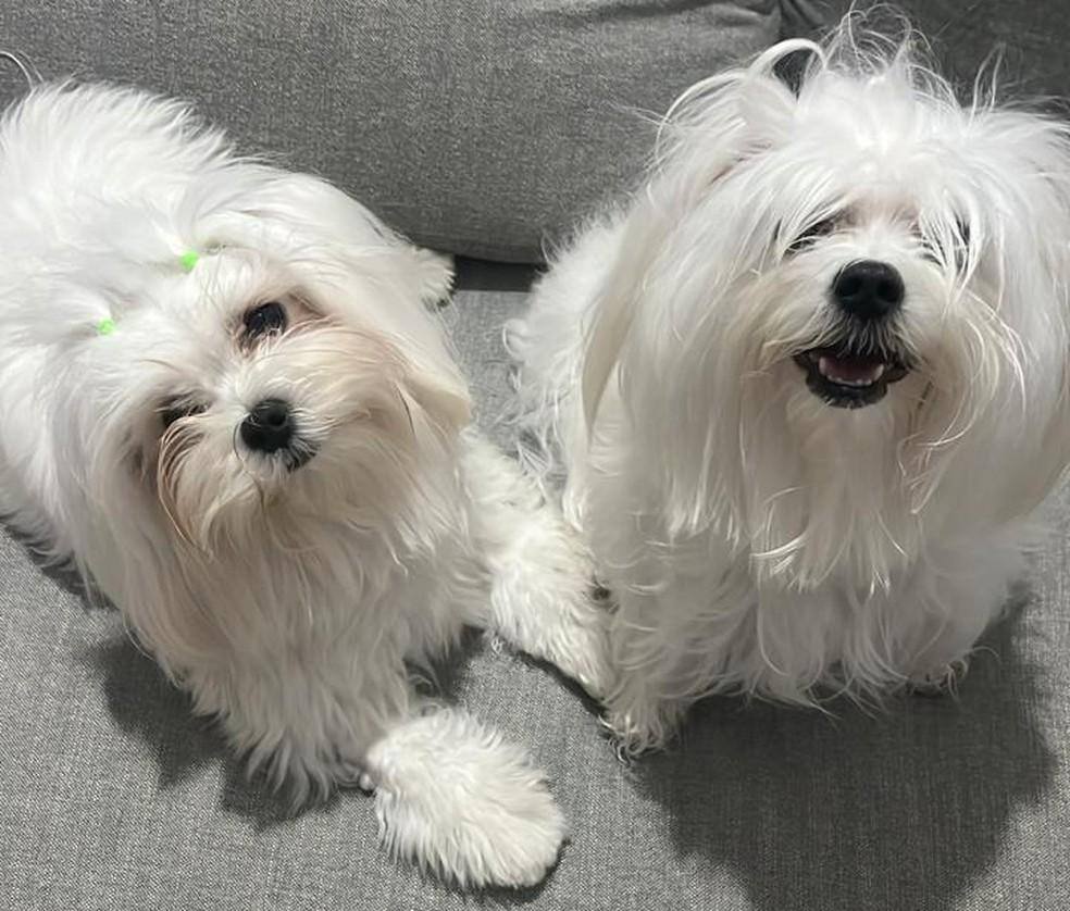 Liz e Inês, as cachorrinhas que morreram dentro do veículo