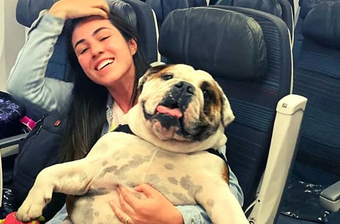 Família de Astrid, uma Buldogue Inglês, precisou recorrer à Justiça para conseguir viajar com o animal, de suporte emocional, na cabine