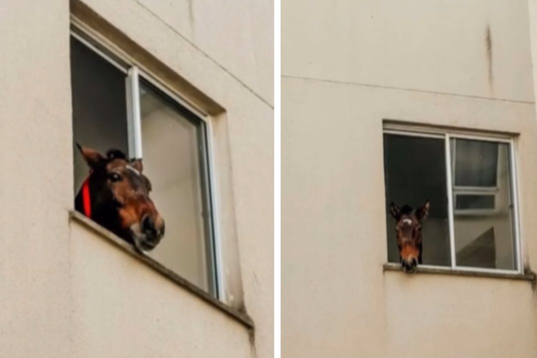 Cavalo está ilhado no 3º andar de prédio no RS