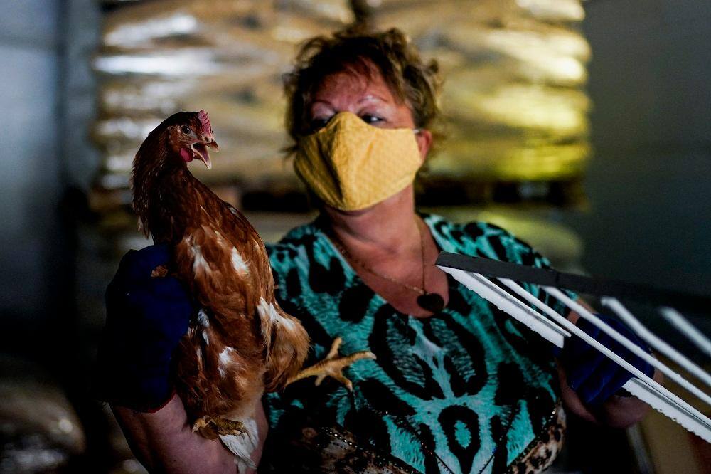 Um fornecedor, usando uma máscara protetora, vende frango na criação Limal em Limal, perto de Bruxelas