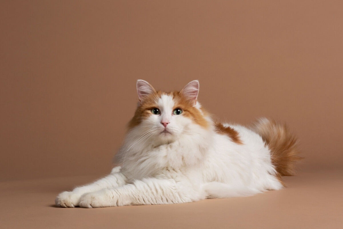Inteligente e de personalidade ativa, o gato van turco tem características apaixonantes