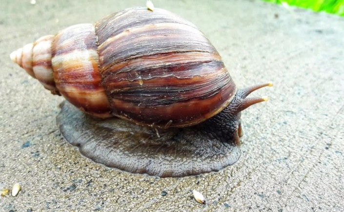 Caramujo causa meningite
